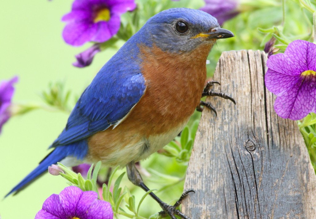 Eastern Bluebird | Birds of East Tennessee | Johnson Pest Control