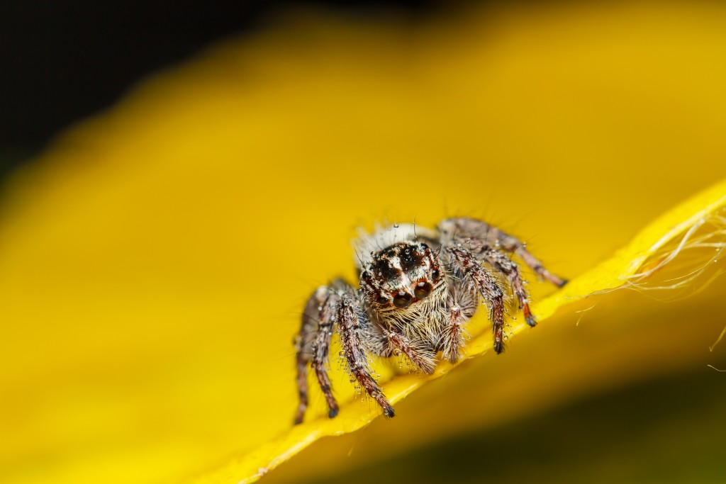 Spider Sightings Increase in Fall Months