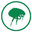 Green flea pest icon