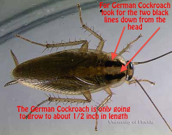 German Cockroach Pictures