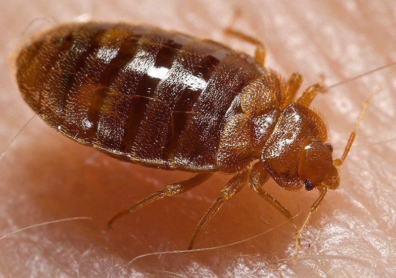 Bed Bug Travel Tips Prevention - Johnson Pest Control