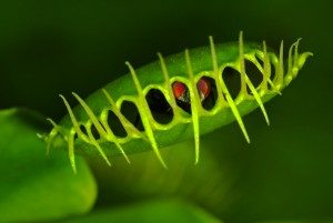 A venus flytrap in Eastern TN - Johnson Pest Control