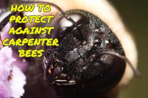 How to Prevent Carpenter Bees
