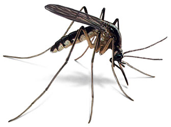 Prevent Mosquitoes This Spring