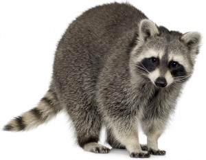 Raccoons East Tennessee | Johnson Pest Control