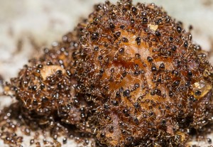 Close Up Of Red Imported Fire Ants