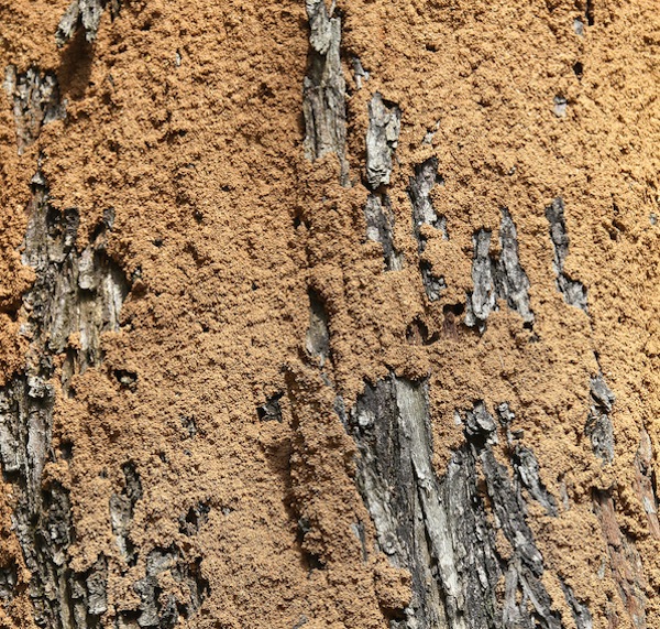 Termite Damage to Wood - Evidence of Termite Mudtubes