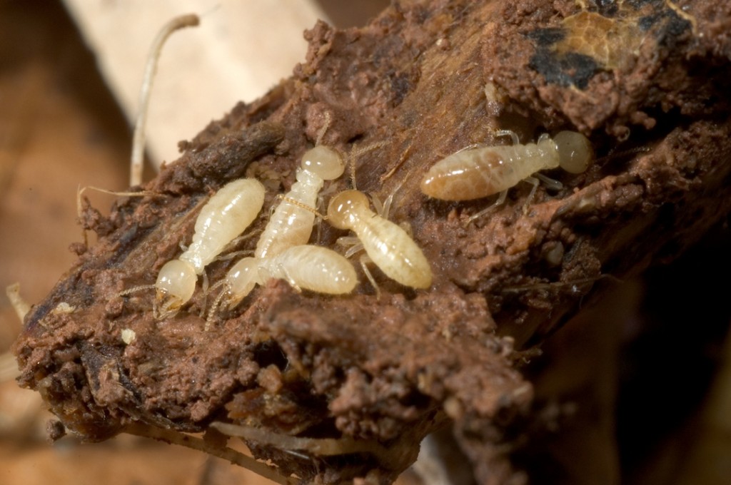 Termite Awareness Identification | Johnson Pest Control Sevier County