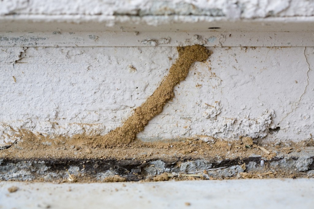 Termite Awareness Identification - Mud Tubes | Johnson Pest Control Knox and Sevier County Tennessee