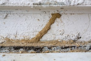 Termite Mud Tube
