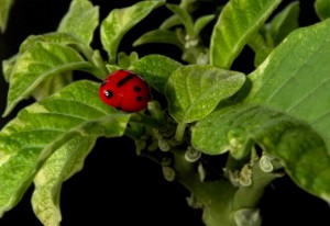 Treating Houseplants for Bugs | Johnson Pest Control