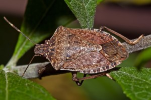 Spring Bugs, the Stink Bug