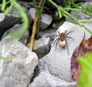 Wolf Spider carrying its egg sack