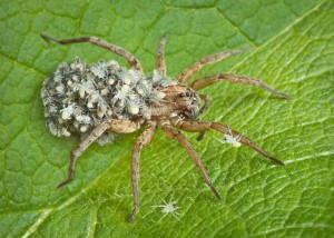 A mother wolf spider keeps all her babies on her back after they hatch from an egg case she carries on her abdomen.