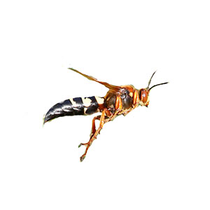 Cicada killer wasp close-up