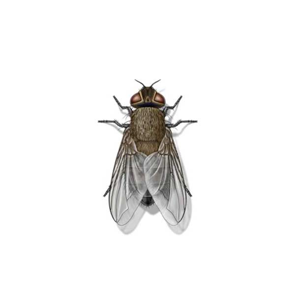 Cluster Fly Identification, Habits & Behavior