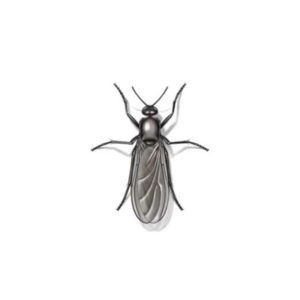 Gnat fly identification at Johnson Pest Control in Sevierville & Knoxville TN