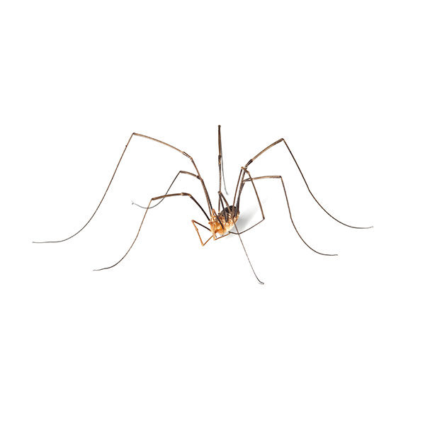 Cellar Spider Identification, Habits & Behavior