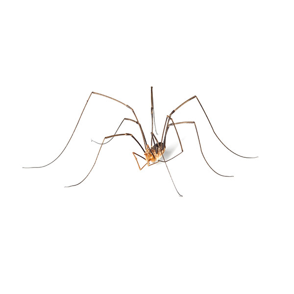 Where is my mommy long legs? : r/spiders