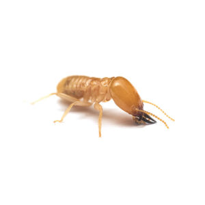 Subterranean termite identification