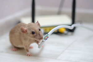 A rat chewing on a wire is one of the many dangers of rodents. Johnson Pest Control can protect you from rodents in Sevierville TN.
