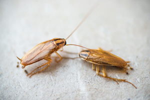 German cockroaches are one of the most common cockroach infestations in Knoxville TN - Johnson Pest Control