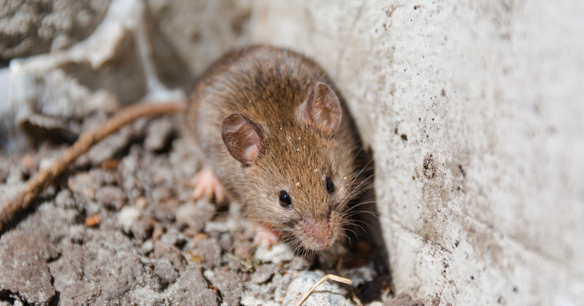 Dangerous Diseases & Damage from Rodents | Johnson Pest Control - Pest ...