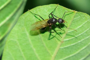 Carpenter ants are commonly mistaken for termites in Sevierville TN - Learn the differences from Johnson Pest Control.