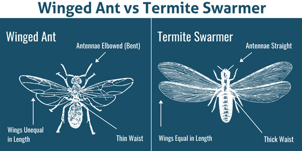 Winged ant vs. termite in Sevierville TN - Johnson Pest Control