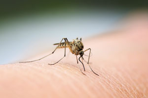 Mosquitoes and ticks do not transmit COVID-19 in Sevierville TN and worldwide. Learn more from Johnson Pest Control.