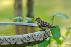 Remove standing water from bird baths to help prevent mosquitoes in your Sevierville TN home - Johnson Pest Control