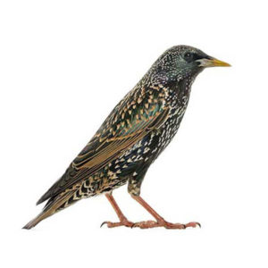 Learn about European Starlings in Sevierville TN - Johnson Pest Control