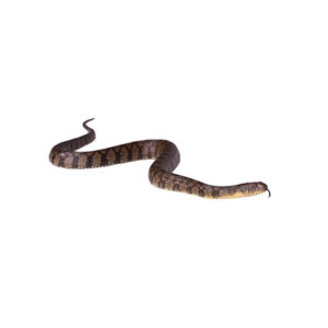 Learn about banded water snakes in Sevierville TN - Johnson Pest Control