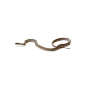 Learn about brown snakes in Sevierville TN - Johnson Pest Control
