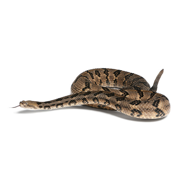 Learn about canebrake rattlesnakes in Sevierville TN - Johnson Pest Control