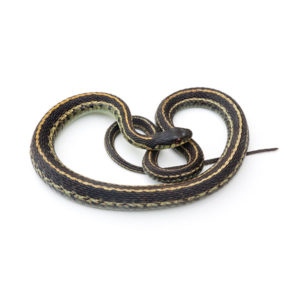 Learn about the common garter snake in Sevierville TN - Johnson Pest Control