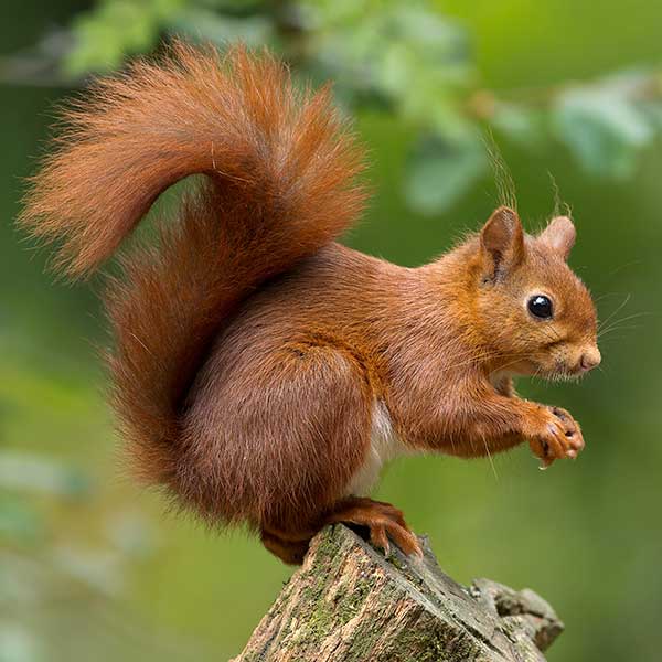Learn about fox squirrels in Sevierville TN - Johnson Pest Control