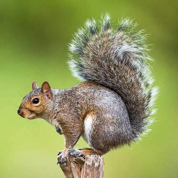 Learn about gray squirrels in Sevierville TN - Johnson Pest Control