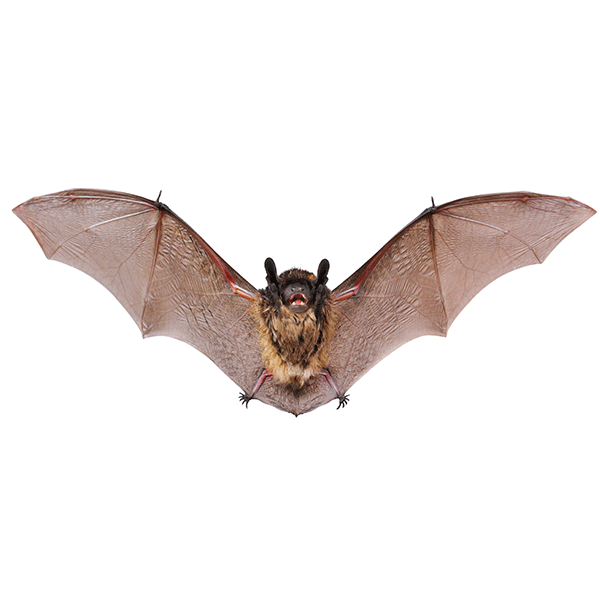Identify the little brown bat in Sevierville TN with help from Johnson Pest Control
