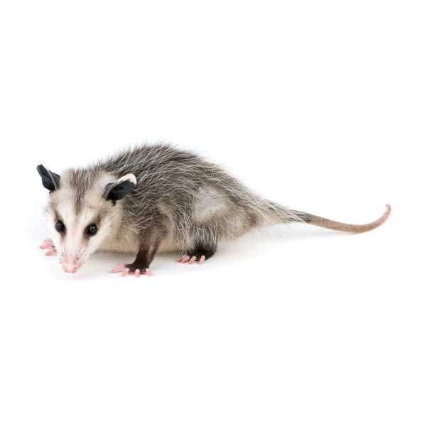 Learn about opossums in Sevierville TN - Johnson Pest Control