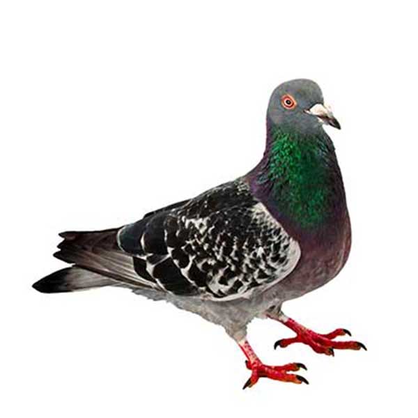 Learn about pigeons in Sevierville TN - Johnson Pest Control