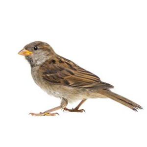 Learn about house sparrows in Sevierville TN - Johnson Pest Control