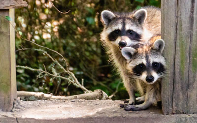 Wildlife exclusion services in the Sevierville TN area - Johnson Pest Control
