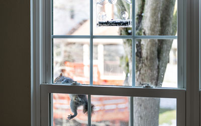 Squirrel and wildlife trapping services in the Sevierville TN area - Johnson Pest Control