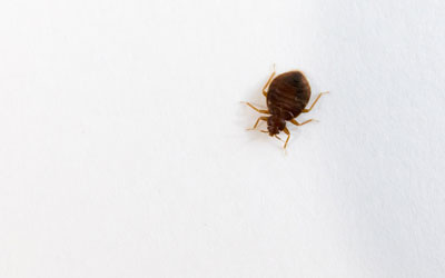 Common bed bug myths in Sevierville TN - Johnson Pest Control
