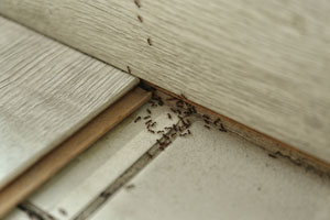 Prevent summer ants in Sevierville TN - Johnson Pest Control