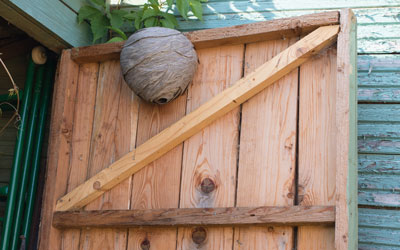 Identifying different types of wasp nests in Sevierville TN - Johnson Pest Control