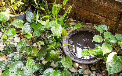 Pots of standing water can attract mosquitoes to homes in Sevierville TN - Johnson Pest Control