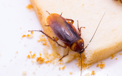 Summer cockroach infestations can be dangerous in Sevierville TN. Johnson Pest Control