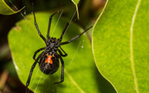 Black widows are one of two dangerous spiders in Sevierville TN - Johnson Pest Control